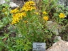Form