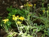 Stems