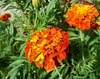 Tagetes patula