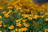 Tagetes tenuifolia