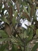 close-up of foliage and blackish, globose fruits