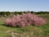 Tamarix gallica