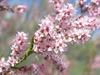 Tamarix gallica