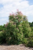 Tamarix gallica