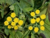 Tanacetum balsamita
