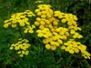 Tanacetum vulgare
