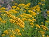 Tanacetum vulgare