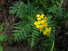 Tanacetum vulgare