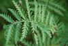Tanacetum vulgare