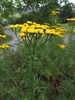 Tanacetum vulgare