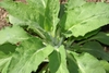 Form consisting of a crown of green elongated leaves in April.