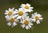 Tanacetum parthenium