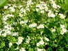 Tanacetum parthenium