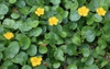 Nymphoides pelatum