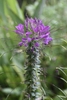 Flower Cluster - Warren Co., NC