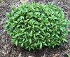 Artemisia dracunculus