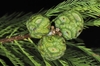 Needled foliage & globose seed cones