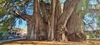 Enormous, thick-trunk tree in a town plaza.
