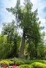 A large, narrow conifer in a garden setting.
