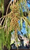 Needled foliage & dangling pollen cones.