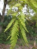 Branchlets with alternate, distichous, flattened needles.