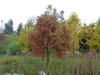 Taxodium distichum