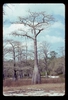 Spring form (Wakulla County, FL)-Early Spring
