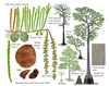 Color illustrations of the technical details of this species.