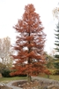 Large, erect, pyramidal conifer with dead brown leaves.