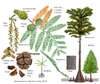 Color illustrations of the technical details of this species.