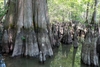Rounded stump-like structures growing out of the water