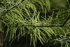 Leafy shoots showing mix of scale & needle-like leaves