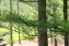 Ascending branchlets with overlapping scale leaves