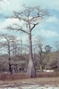 Bare tree in winter with flaring trunk base.
