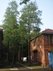 4 tall upright conifers growing between 2-story buildings