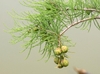 Branchlets with scale leaves & globose seed cones.