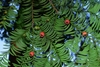 Branch with red arils surrounding individual seeds.