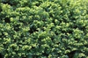Taxus cuspidata