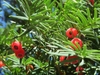 Leafy shoots & red, fleshy cupules surrouding the seeds