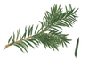 Taxus