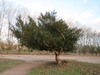 Large, wind-swept shrub/tree.
