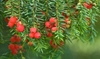 Leafy shoots & red, fleshy cupules surrouding the seeds
