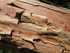 Taxus
