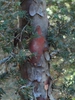Taxus brevifolia
