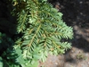 Branch