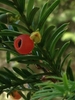 Female cones are red and fleshy.