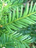 Leaf closeup