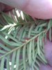 Underside of leaf