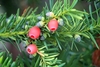 Fleshy female cones.