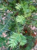 Needles arranged in one plane on flat branches.